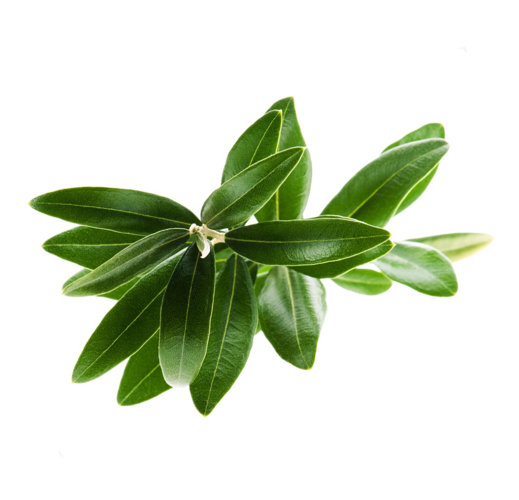 Гидролат Чайного дерева  